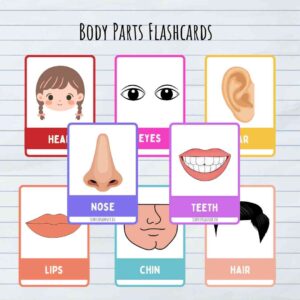 Body Parts Flash cards